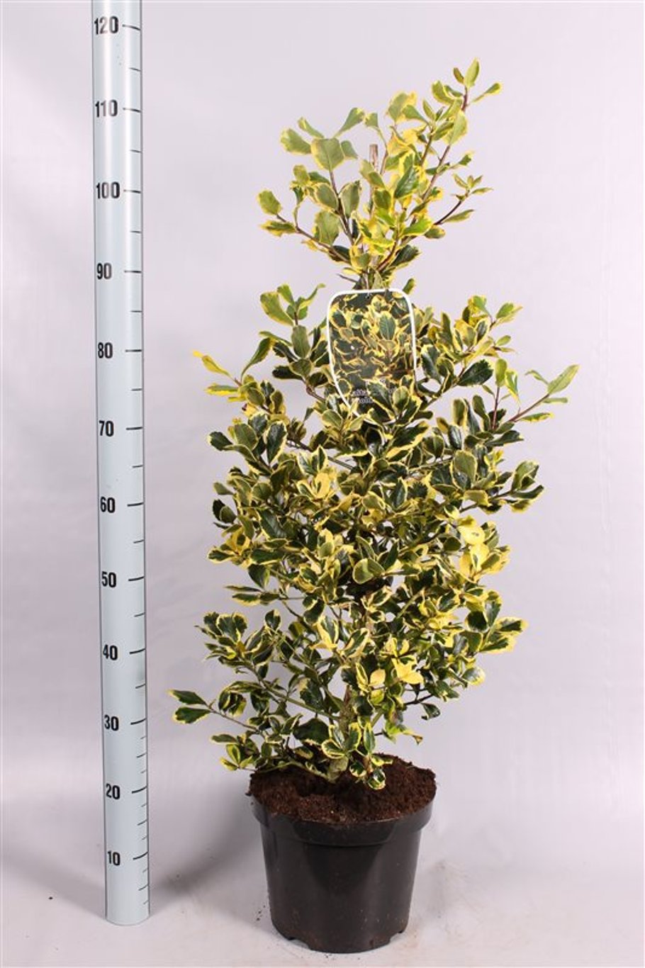 Ilex altacl. 'Golden King' - C7.5 60-80 CM
